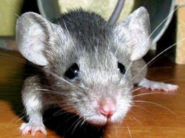 Серая Мышь Фото