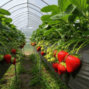 ����������� �������� � �������: ������ ��� ����������